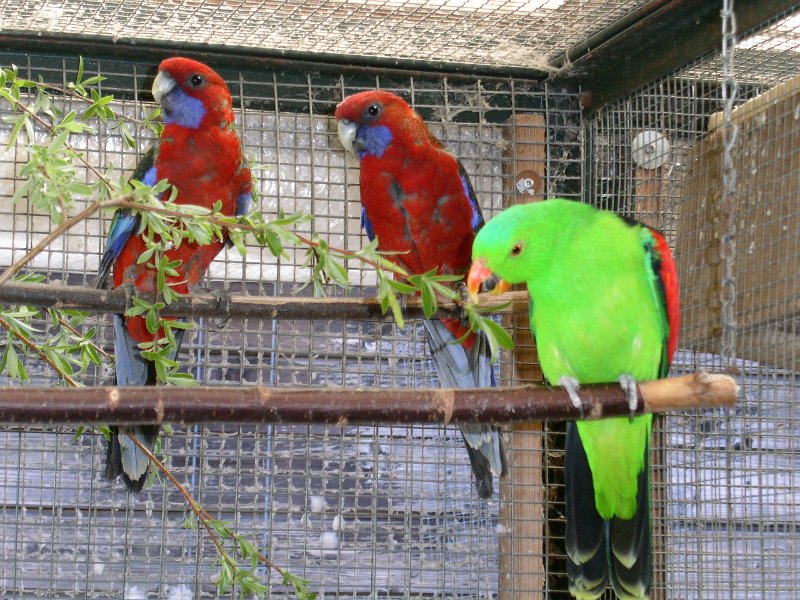 GS-Pennant u. Rotflügel PICT6485.JPG